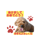 室井チョコの日常（個別スタンプ：40）
