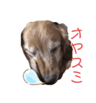 亡き愛犬…（個別スタンプ：1）