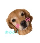 亡き愛犬…（個別スタンプ：2）
