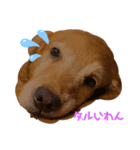 亡き愛犬…（個別スタンプ：3）