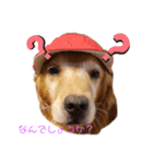 亡き愛犬…（個別スタンプ：6）