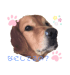 亡き愛犬…（個別スタンプ：8）