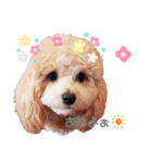 マルプーの杏ちゃん（個別スタンプ：1）