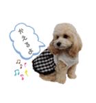 マルプーの杏ちゃん（個別スタンプ：3）