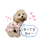 マルプーの杏ちゃん（個別スタンプ：5）