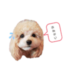 マルプーの杏ちゃん（個別スタンプ：10）