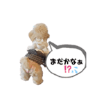 マルプーの杏ちゃん（個別スタンプ：11）