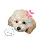 マルプーの杏ちゃん（個別スタンプ：13）