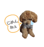 マルプーの杏ちゃん（個別スタンプ：15）