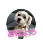 はなとそらスタンプ2（個別スタンプ：1）