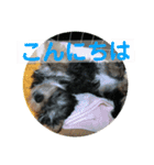 はなとそらスタンプ2（個別スタンプ：2）