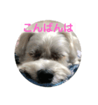 はなとそらスタンプ2（個別スタンプ：3）