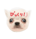 ぽこちゃんスタンプ！1（個別スタンプ：1）