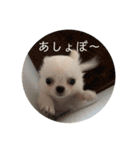 ぽこちゃんスタンプ！1（個別スタンプ：2）