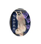 ぽこちゃんスタンプ！1（個別スタンプ：5）