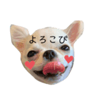 ぽこちゃんスタンプ！1（個別スタンプ：6）