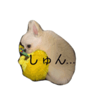 ぽこちゃんスタンプ！1（個別スタンプ：9）