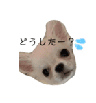 ぽこちゃんスタンプ！1（個別スタンプ：12）