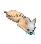 ぽこちゃんスタンプ！1（個別スタンプ：13）