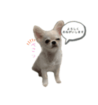 ぽこちゃんスタンプ！1（個別スタンプ：14）