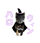 黒助ちゃん2（個別スタンプ：13）
