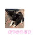 黒助ちゃん2（個別スタンプ：16）