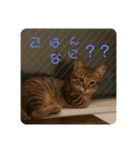cocosora0901-01（個別スタンプ：5）