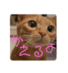 cocosora0901-01（個別スタンプ：8）