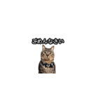 猫の鯉ちゃん（個別スタンプ：1）