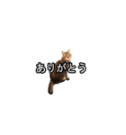 猫の鯉ちゃん（個別スタンプ：3）
