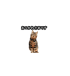 猫の鯉ちゃん（個別スタンプ：4）