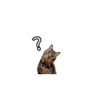 猫の鯉ちゃん（個別スタンプ：5）