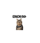 猫の鯉ちゃん（個別スタンプ：6）