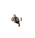 猫の鯉ちゃん（個別スタンプ：8）