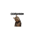 猫の鯉ちゃん（個別スタンプ：10）