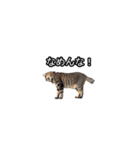猫の鯉ちゃん（個別スタンプ：11）