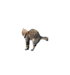猫の鯉ちゃん（個別スタンプ：13）
