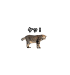 猫の鯉ちゃん（個別スタンプ：16）