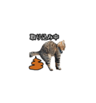 猫の鯉ちゃん（個別スタンプ：17）