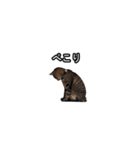 猫の鯉ちゃん（個別スタンプ：18）