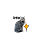 猫の鯉ちゃん（個別スタンプ：20）
