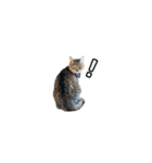 猫の鯉ちゃん（個別スタンプ：21）