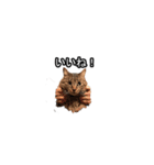 猫の鯉ちゃん（個別スタンプ：22）