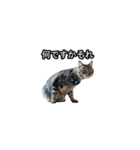 猫の鯉ちゃん（個別スタンプ：23）