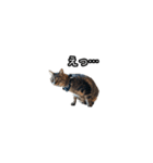 猫の鯉ちゃん（個別スタンプ：25）