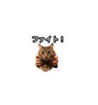 猫の鯉ちゃん（個別スタンプ：26）