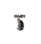 猫の鯉ちゃん（個別スタンプ：27）
