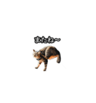 猫の鯉ちゃん（個別スタンプ：31）