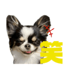 チワワのもねしゃん★（個別スタンプ：1）