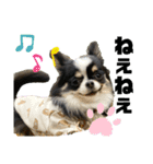 チワワのもねしゃん★（個別スタンプ：3）